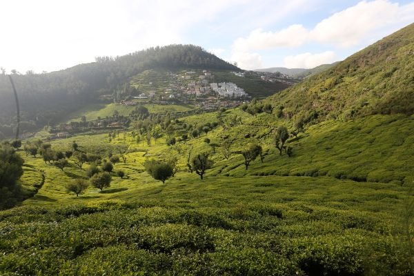 tea-gardenA8C5BAF1-AAB3-A6F4-06BA-CF7D918B4CEE.jpg